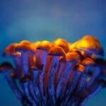 Acid vs Shrooms - Alt Text