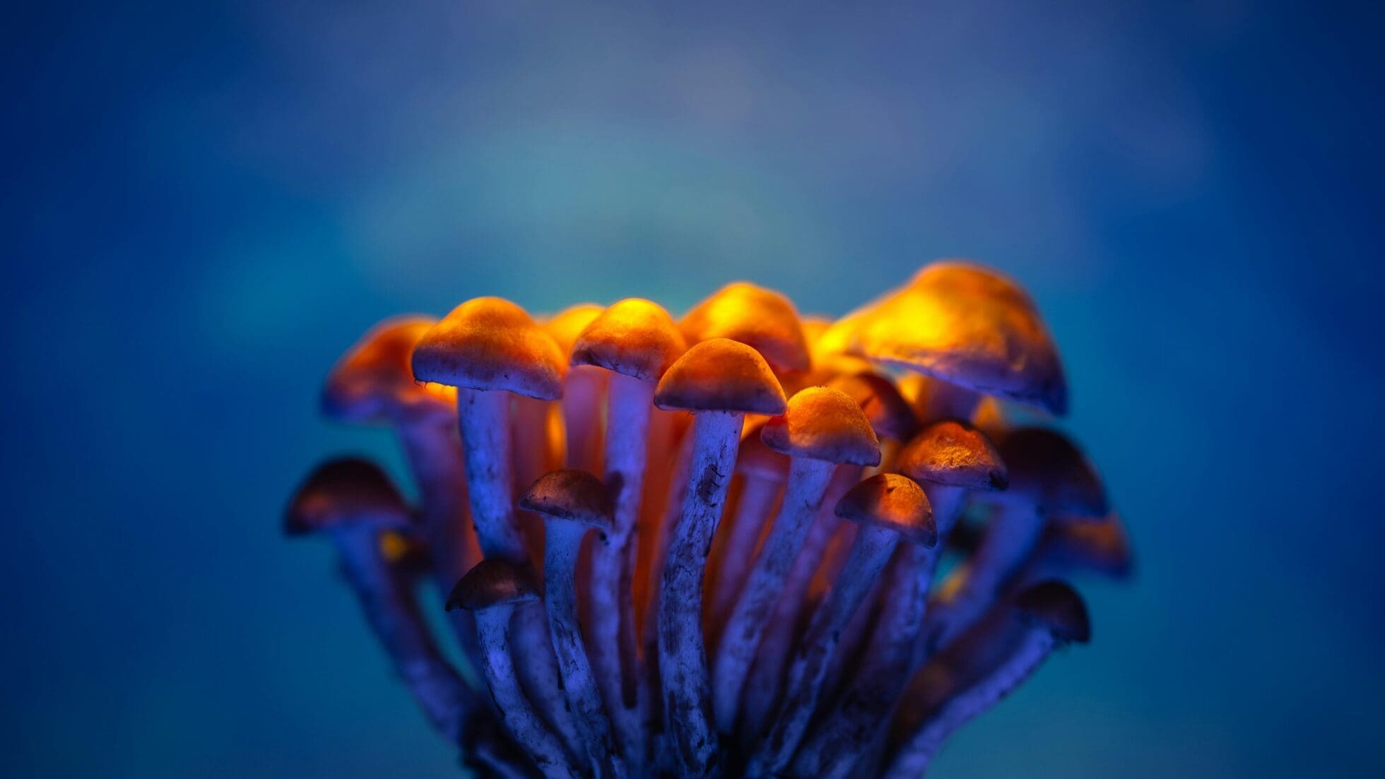 Acid vs Shrooms - Alt Text