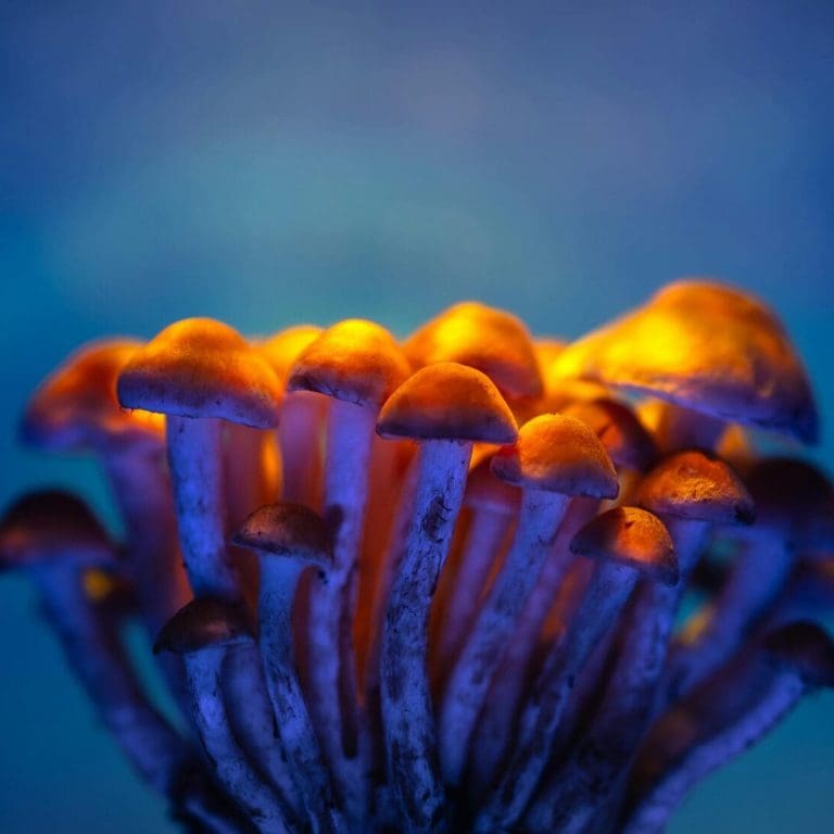 Acid vs Shrooms - Alt Text
